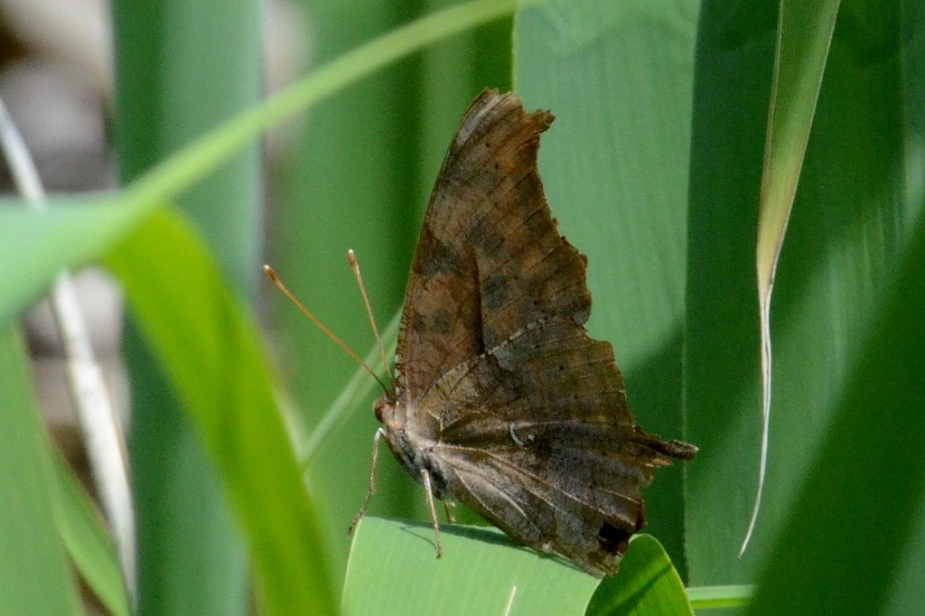 039 2012-06013595 Broad Meadow Brook, MA.JPG - Comma Butterfly. Broad Meadow Brook Wildlife Sanctuary, MA, 6-1-2012